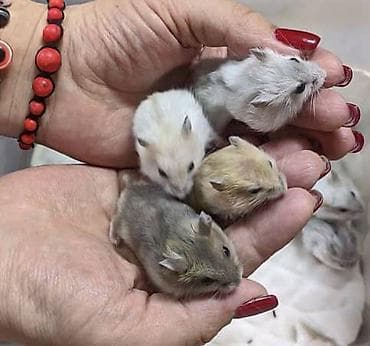 Птицы: Продаются хомячки джунгарские, сирийские, ангорские пушистые хомячки — 1