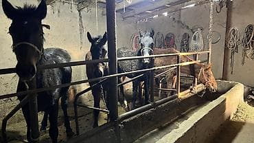 Продаю | Кобыла (самка), Жеребенок at lalafo.kg Продаю | Кобыла (самка), Жеребенок