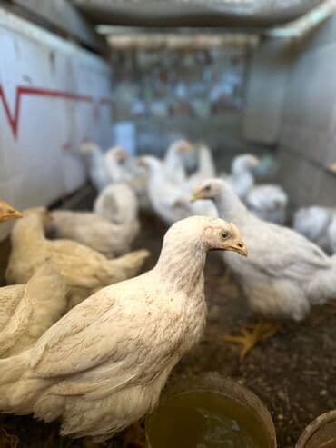дома на продажу в бишкеке: Птицы — 2