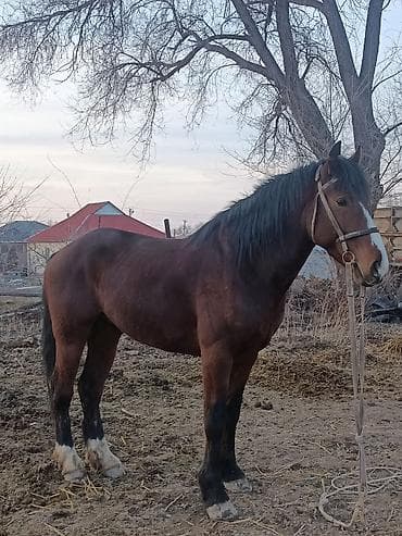 кона: Продаю | Жеребец | Рабочий — 5