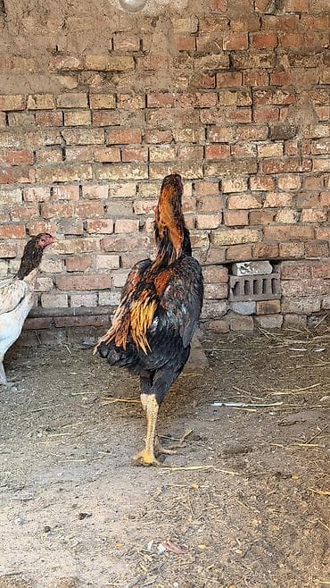 куры карлики: Продаю | Петух | Бойцовая | Для разведения — 4