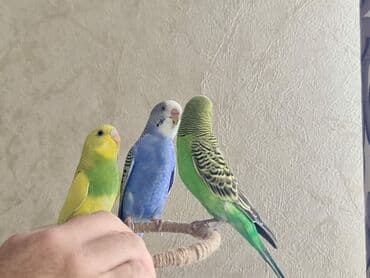 крольчатник купить: Продаём клетку со всеми кормушками,развлекушками и тремя цветными — 8