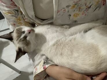 животные в добрые руки: 9 месяцев, Девочка — 8