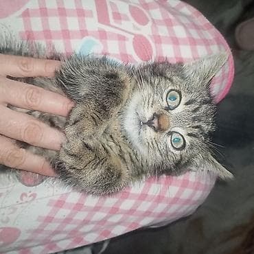 фри пир: Кошка даром: Беспородная, 3 месяца, Мальчик, Приучена к лотку, Проглистована — 2