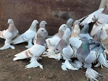 бойные голуби: Продаю голубей — 1