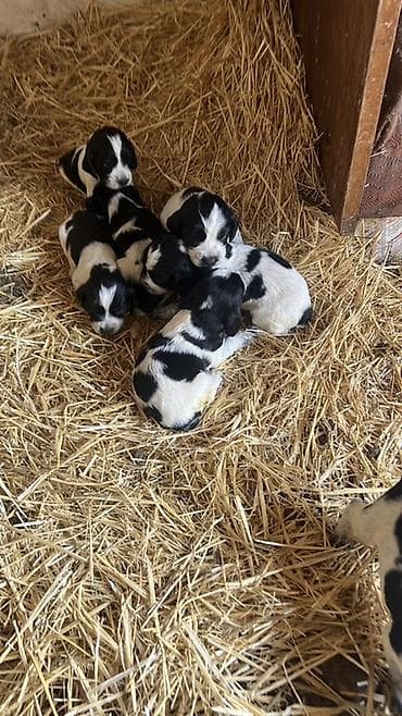 жеребенок продается: Щенки охотничьих спаниелей (черно-белый окрас) - Порода: спаниель — 2