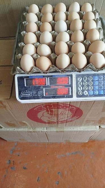 светы бишкек: Яйцо куриное С2 оптом напрямую с птицефабрики. Свежий сбор. Объём до — 1