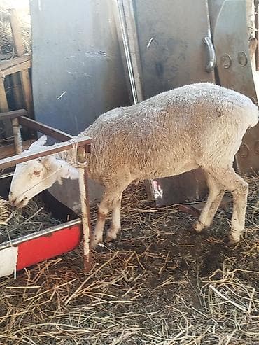 тор рыба: Продаю | Овца (самка) | Для разведения | Матка — 7