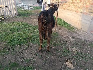 собаки талас: Продаю | Тёлка, Музоо, торпок | Абердин-ангус — 6