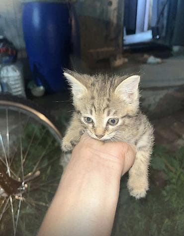приют для котят: Отдам в добрые руки! Котёнок, полосатый тигровый окрас (серо-бежевый — 1