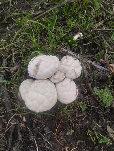 ящик для клубника: Свежие дикие грибы белый горный — 10