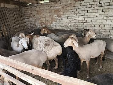 сибирская кошка бишкек: Продаю | Овца (самка) | Полукровка | Для разведения | Матка, Ярка — 3