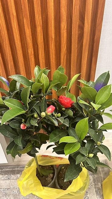 розы в колбе: Внимание!Акция💥💥💥акция💥💥💥Камелия японская (Camellia japonica) в горшке — 3