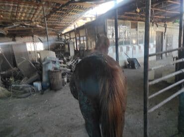 купить хаски чистокровную: Продаю | Кобыла (самка) | На забой — 2