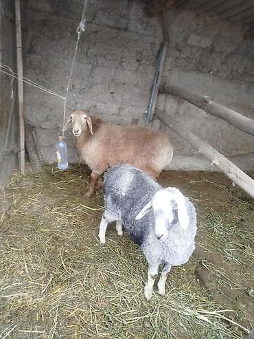 Грызуны: Продаю | Овца (самка) | Для разведения — 2