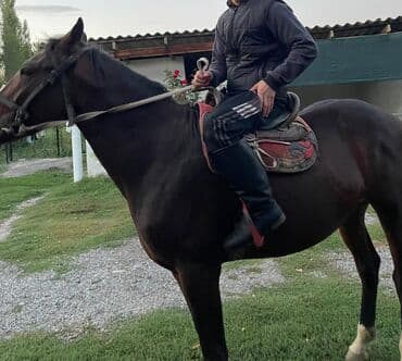 Продаю | Конь (самец) | Конный спорт | Мерин