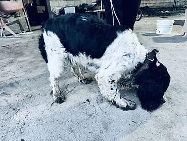 стерилизация собак бишкек цена: Английский спрингер-спаниель, черно-белый окрас с пятнами. Собака — 3