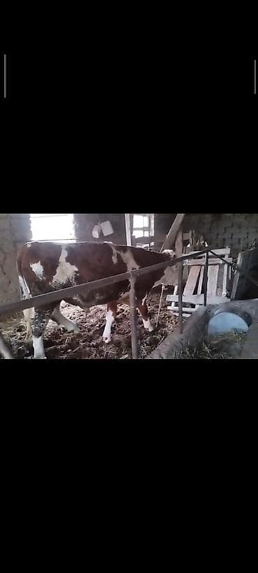 отдам даром кошка: Продаю | Бык (самец) | Монбельярд | На откорм | Осеменитель — 1