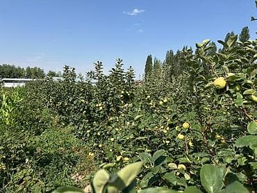 Продаю Яблоки Грушевка
50 сом кг at lalafo.kg Продаю Яблоки Грушевка
50 сом кг