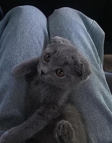 цена шотландской кошки: Шотландский вислоухий котёнок (Scottish Fold), окрас сплошной серый — 1