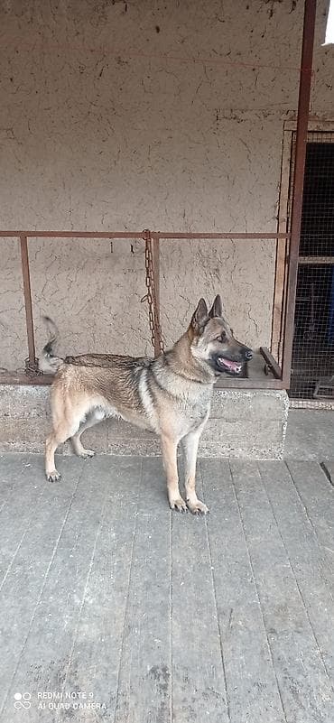 машинка для животных: Бельгийский овчарка 10 месяцев кабель срочно чынжыр ошейник уясын — 4