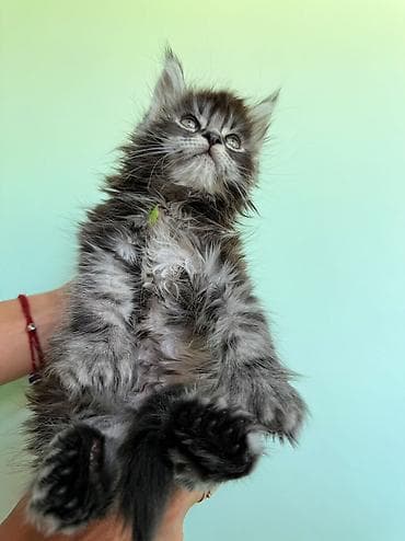 кошка регдолл: Мейн-кун, 1 месяц, Мальчик, Приучена к лотку, Проглистована, С документами — 9