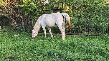 продажа домашних животных: Продаю | Конь (самец) | Рабочий | Мерин — 2