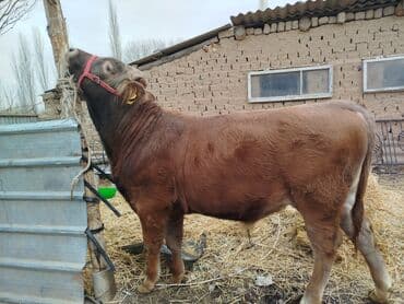 купить курицу домашнюю: Продаю | Бык (самец) | На откорм | Привязанные — 1