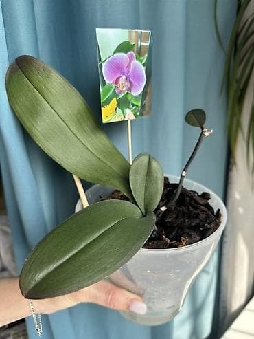 Инструменты: Орхидея Фаленопсис с деткой, в данный момент не цветёт. - Посажен в — 3