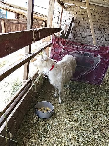 Продаю | Коза (самка) | Для молока at lalafo.kg Продаю | Коза (самка) | Для молока