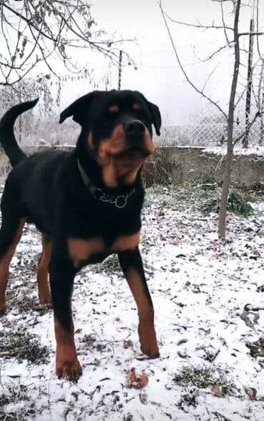 Вязка: Ротвейлер, Самец, 5 лет