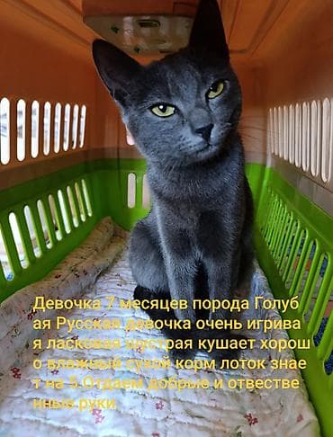 невская маскарадная кошка: Отдаем этих котиков надёжные и добрые руки,все найденныши надеемся что — 3