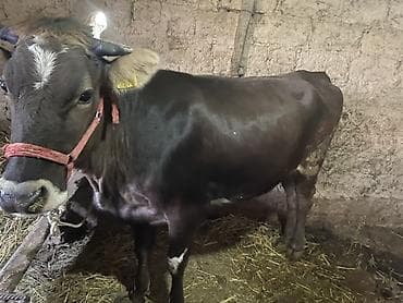 мел для животных: Продаю | Корова (самка) | На забой, Для разведения | Привязанные — 3