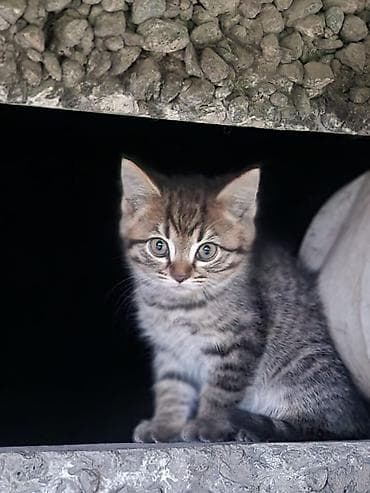 бенгалская кошка даром: Классные котята в добрые руки. Возраст примерно 1-1.5 месяца. Мы — 1