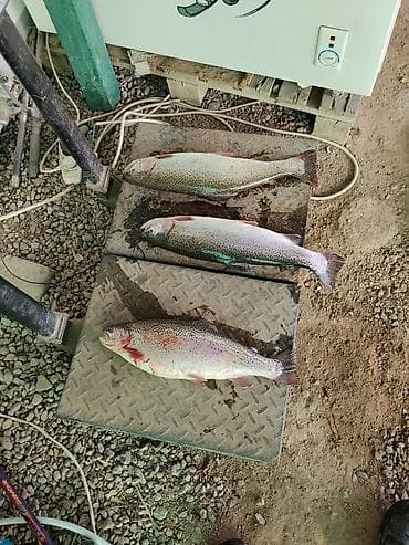 zara home: Форель радужная, охлаждённая, непотрошёная. - Целые тушки, сохранена — 1