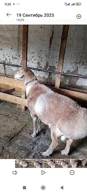 Аквариумдар: Сатам | Кочкор (эркек) | Арашан | Көбөйтүү үчүн | Асыл тукумдуу — 2