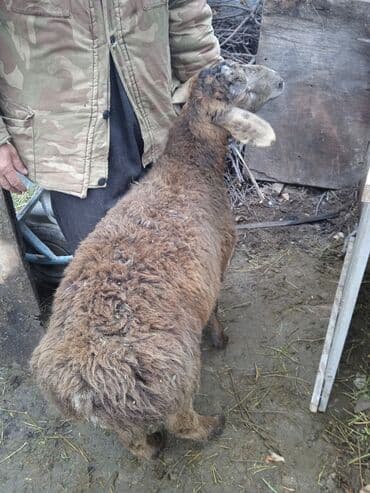 мал айдаган ит сатылат: Сатам | Кочкор (эркек) | Арашан | Көбөйтүү үчүн | Асыл тукумдуу — 2