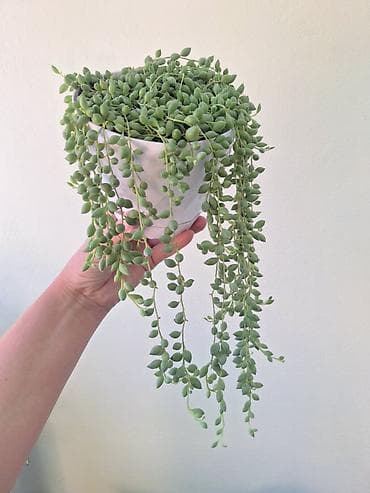 Үй жана бакча: Крестовник Геррейна (Senecio herreianus, «жемчужная нить») — ампельный — 3