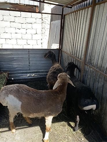 декоративные крысы: Продаю | Овца (самка), Баран (самец) | На забой | Ярка — 1