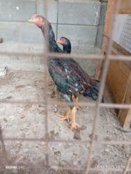 на ферме есть куры козлы и коровы: Продаю | Куры, Петух | Дакан | Для разведения, Несушки — 1