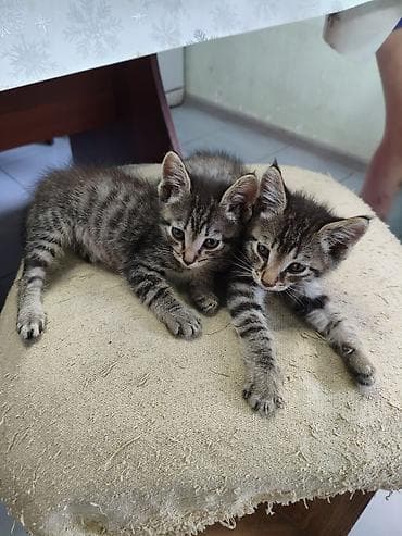 манчкин котенок: Кошка даром: Беспородная, Мальчик — 4