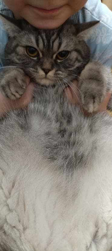 продажа котят британцев: Британские короткошёрстные котята, классический мраморный и тигровый — 5