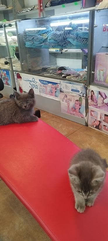 даром кошка: 2 месяца, Мальчик, Приучена к лотку — 9