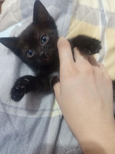 кошка в добрые руки: Нашла на улице котенка,это девочка. Отдам бесплатно в хорошие руки!🙏🏻🩷 — 1