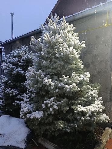 драцена купить: Ели и пихты для участка/декора - Крупномеры 3–5 м: густые, ровные, с — 4