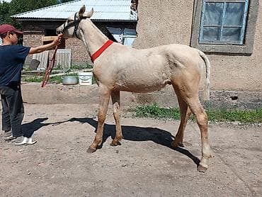 рабочий конь: Продаю | Конь (самец), Жеребец, Жеребенок | Для разведения, Рабочий, Конный спорт — 1