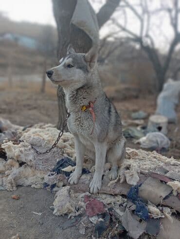 русский охотничий спаниель купить: Хаски, 6 месяцев, Самец — 1