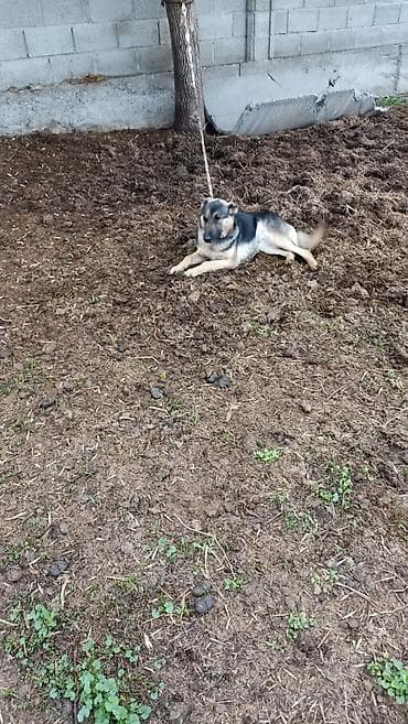 ветеринар бишкек: Собака даром: Немецкая овчарка, Более 5 лет, Самец — 4