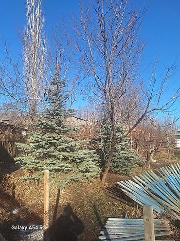 садовый вар бишкек: Рассада деревьев: Ели, Самовывоз, Бесплатная доставка, Платная доставка — 9