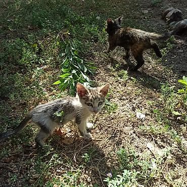 Мышыктар: Котята возраст - 1 месяц. Приучены к туалету. Ласковые, веселые — 3